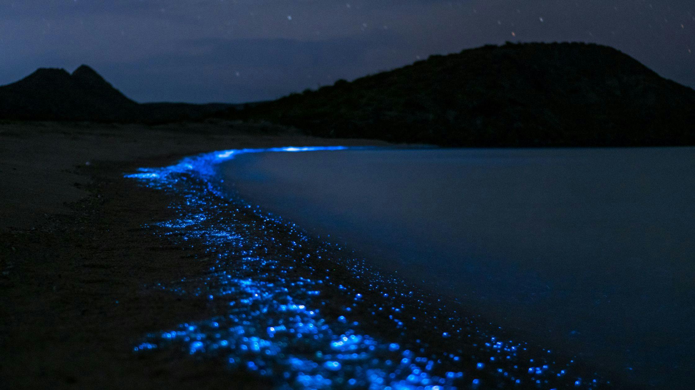 Bioluminescent Beach Experience